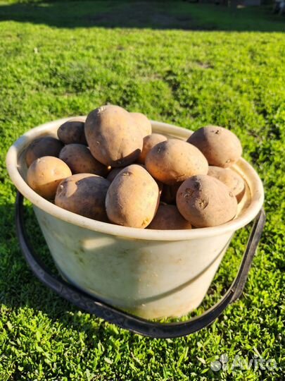 Продам картофель домашний