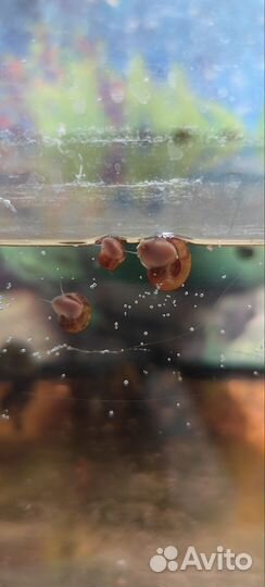 Улитки аквариумные