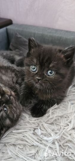 Шотландская