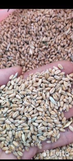 Зерно пшеница ячмень кукуруза