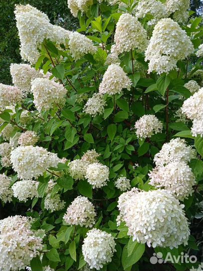 Гортензия древовидная
