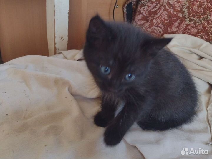 Кошка в дар