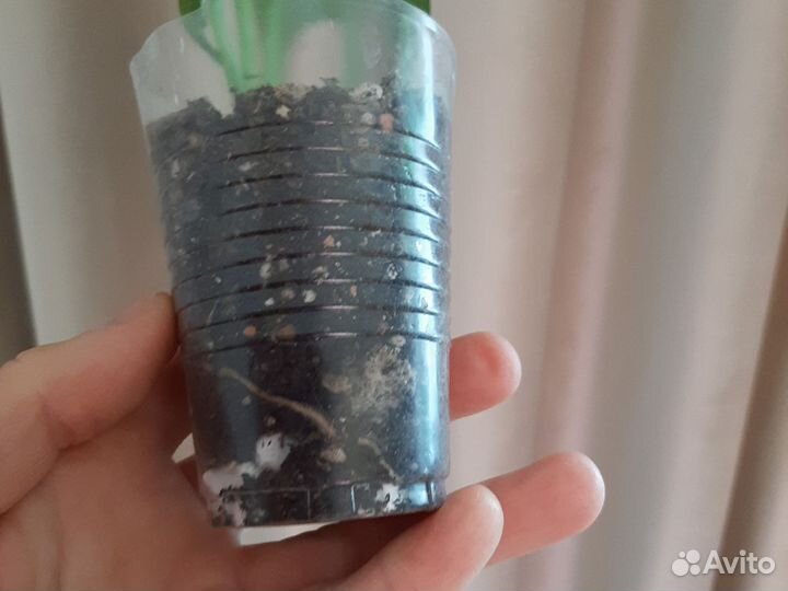 Монстера Адансони