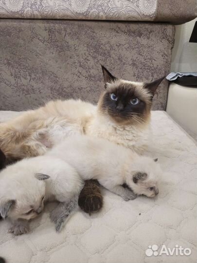 Невская маскарадные котята