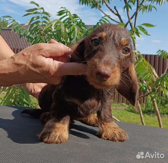 Жесткошерстные мини/кролики