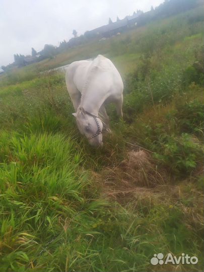 Продам кобылу цена 120000