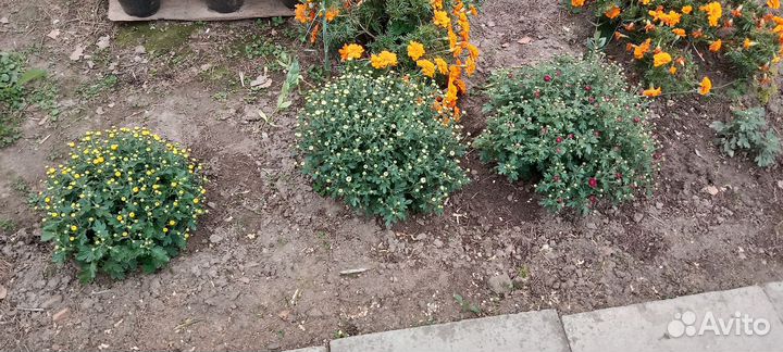 Хризантема мультифлора