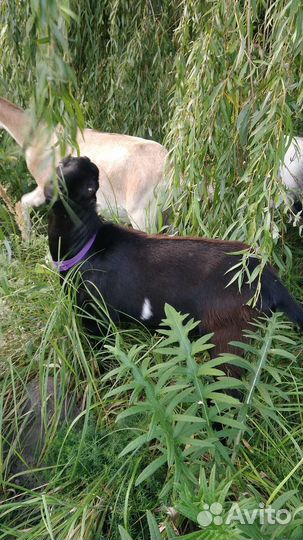 Козел Ламанча, козы