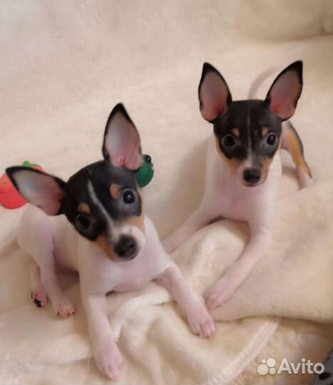 Американский той фокстерьер