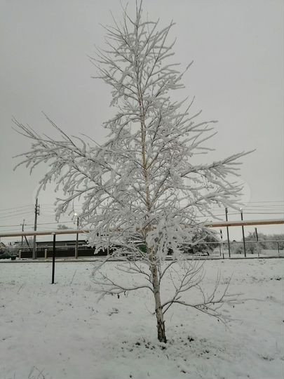 Участок 5 сот. (СНТ, ДНП)