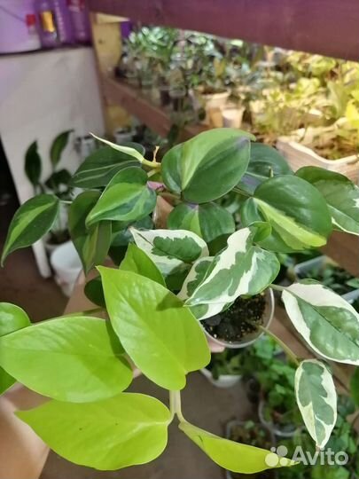 Сциндапсуы, эпипрениумы