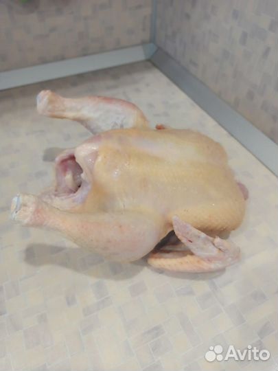 Мясо домашнего бройлера