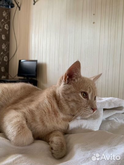 Кот