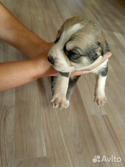 Среднеазиатская овчарка алабай щенки