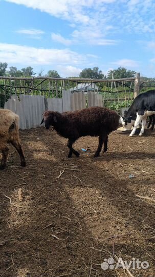 Баран на племя