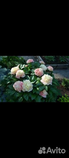 Пион лоис чоис