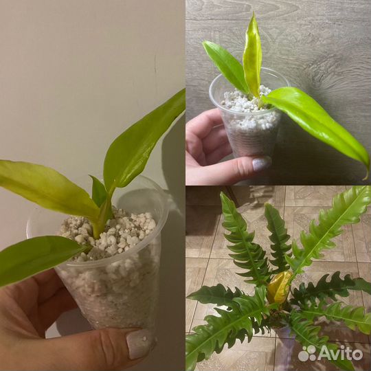 Эпипремнумы, Сингониумы