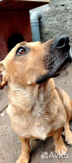 Собачка в семью