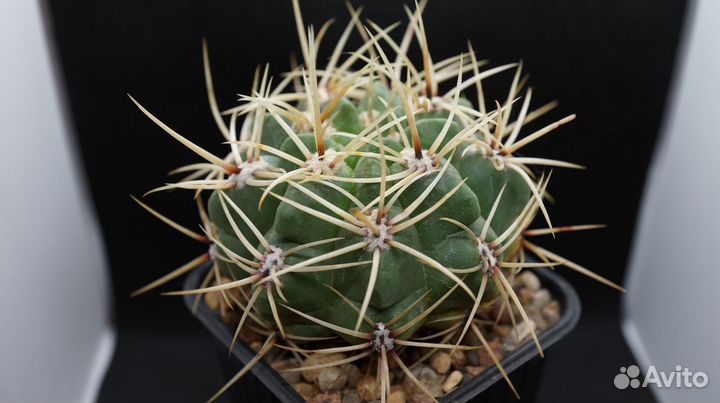 Euphorbia lactea compacta и Gymnocalycium monville