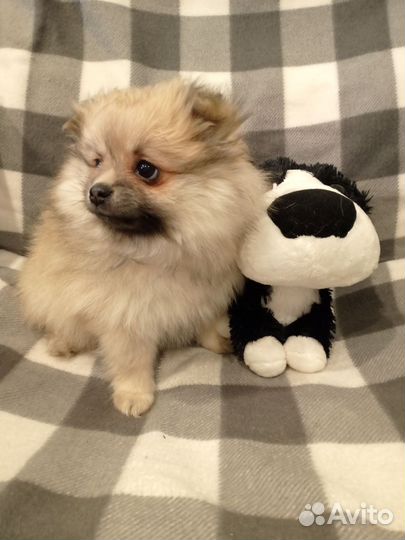 Щенки шпица