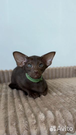 Ориентальные котята