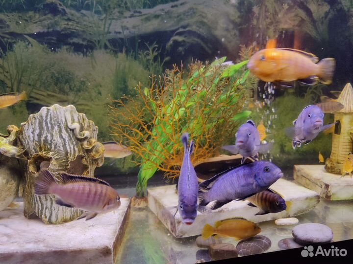 Жёлтые рыбки (цихлозомы)