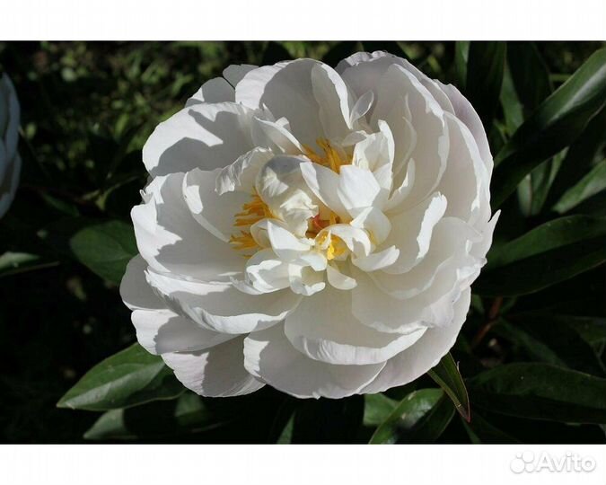 Пион молочноцветковый Gardenia