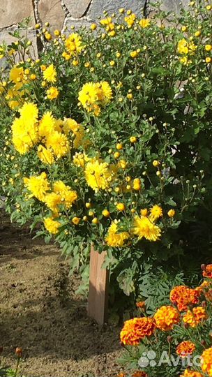 Хризантема белая, жёлтая, темно розовая, оранжевая