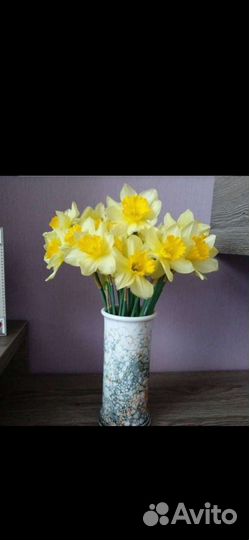 Нарциссы (луковицы)