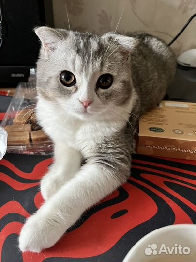 Вязка,шотланская серибристая шиншилла