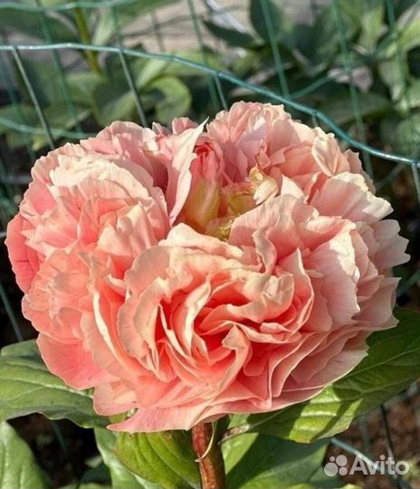 Редкие сорта пионов