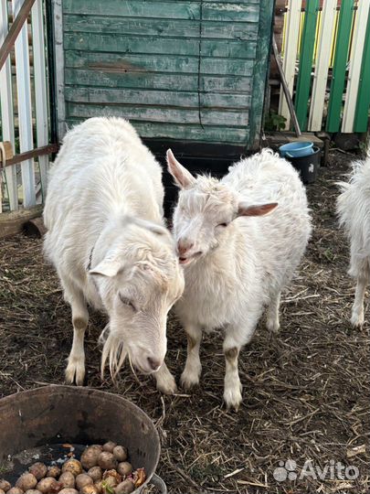 Коза дойная молочная