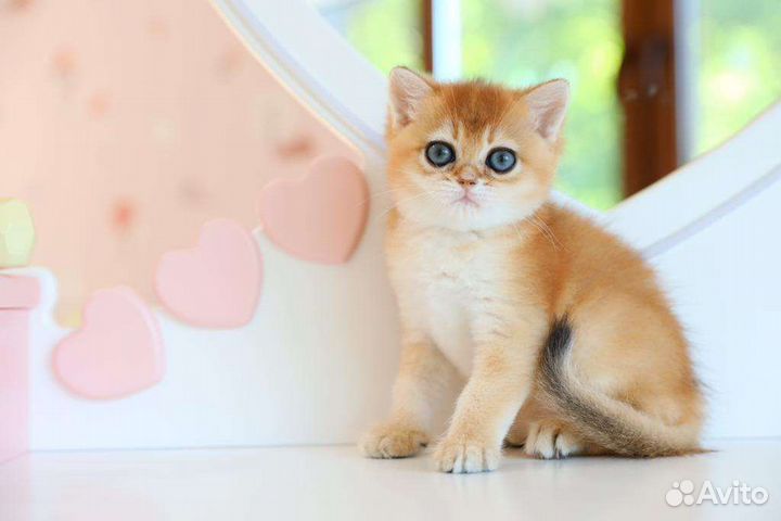 Золотая девочка британочка