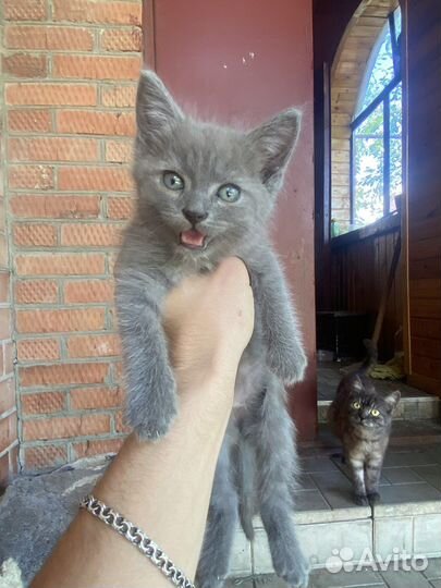 Котики в добрые руки