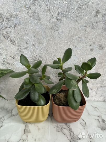 Красула толстянка