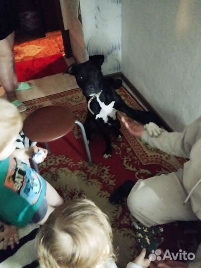 Собака В добрые руки