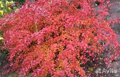 Дерен красный