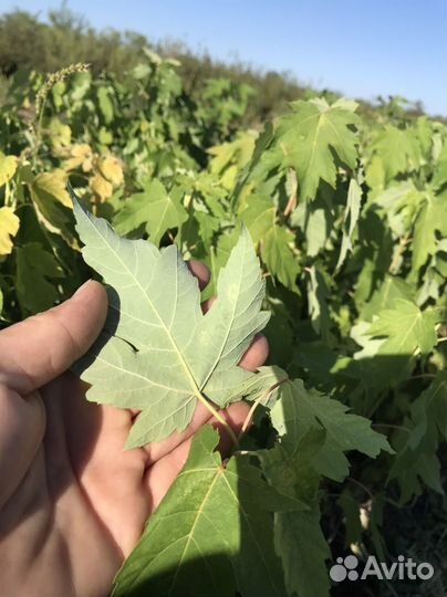 Клён сахаристый / серебристый опт