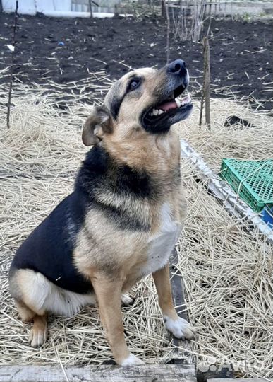 Особенная собака друг