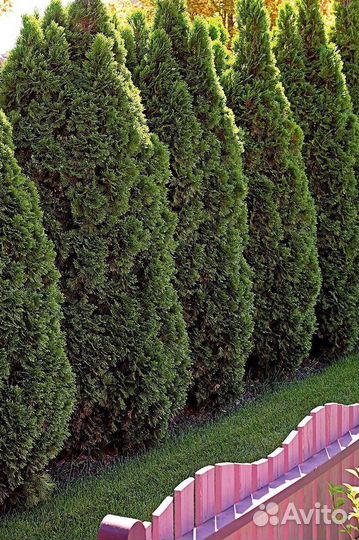 Туя смарагд