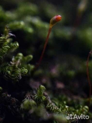 Объектив 7artisans 60mm Fuji X