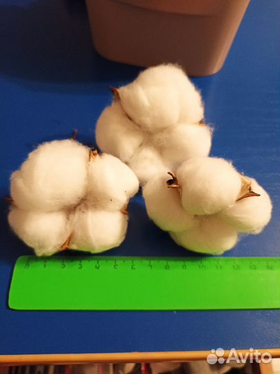 Хлопок коробочки