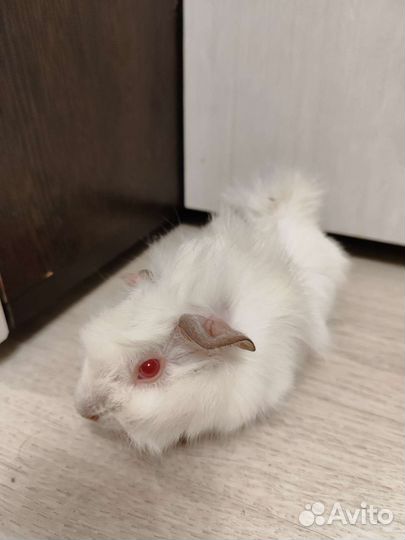 Морская свинка