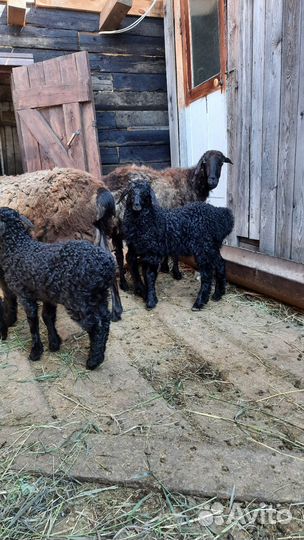 Эдильбаевский баран