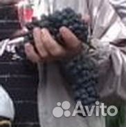 Саженцы винограда Vitis 'Boskoops Glory'