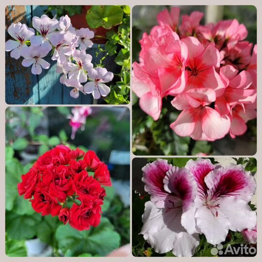 Пеларгония герань