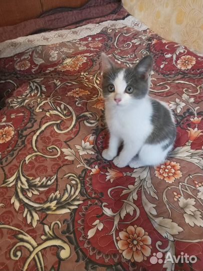 Котенок мальчик бесплатно