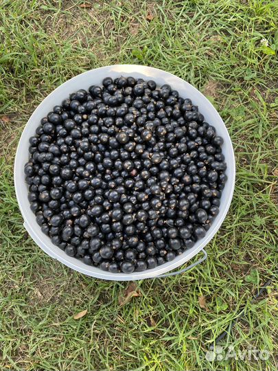 Продажа смородины и крыжовника