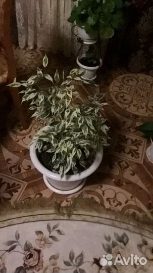 Бенджамина