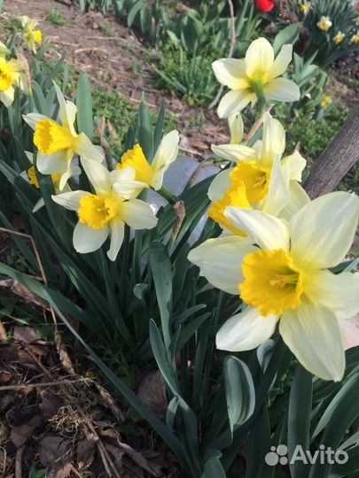 Луковицы нарциссов